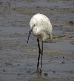 little egret DB MP sx60hs IMG_6631.jpg