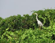 grey heron MP sx60hs 752mm IMG_6665.jpg