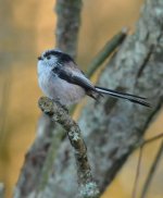 Long-tailed Tit.jpg