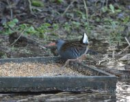 Water Rail.jpg