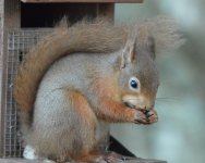 Red Squirrel.jpg