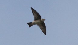 Q_TreeMartin_6188.jpg