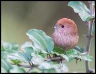 Vinous%20Throated%20Parrotbill%20-%20Yangshuo%20Oct%202014%20%231-X2.jpg