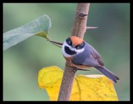 Black%20Throated%20Tit%20-%20Yangshuo%20Oct%202014%20%232-XL.jpg