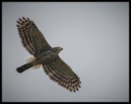 Grey%20Faced%20Buzzard%20-%20Yangshuo%20Oct%202014%20%231-X2.jpg