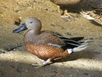 ARGENTINE OR RED SHOVELER 3.jpg