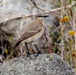 Isabelline Wheatear 1.jpg