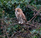 A three quarter Tawny Owl.jpg
