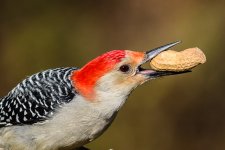 Red Bellied Woodpecker-2.jpg