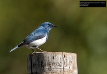 Ultramarine Flycatcher.jpg