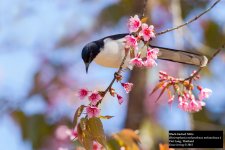 Black-backed Sibia.jpg