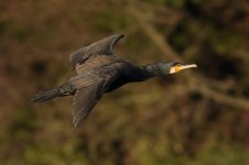 Cormorant-(2)-web.jpg