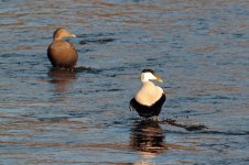 Eider-(1)-web.jpg