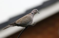 collared dove poor light.JPG