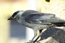 jackdaw with 1.4 ext.JPG