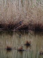 2014.12.13 Purple Swamphen.JPG