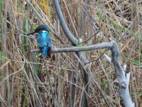 2014.12.13 Kingfisher.JPG