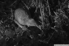 Little Spotted Kiwi - Jerome Guillaumot.jpg