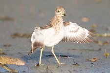 Senegal Thick Knee_Gambia  overexposed.jpg