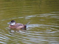 2014.12.13 White-headed Duck.JPG