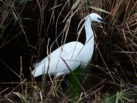 2014.12.13 Little Egret.JPG