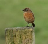 Def.fem. Stonechat 10.11.14.jpg No.3..jpg