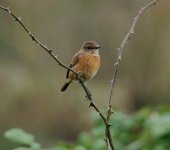 Def.fem. Stonechat 10.11.14.jpg