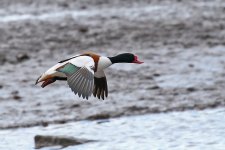 01 shelduck.jpg