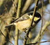 Coal tit.JPG