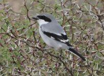 UKN Shrike 141204.TD.MA.JPG