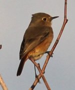 UKN Warbler 141204.TD.MA.JPG