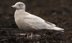 Glaucous Gull juvenile Pitsea 31-01-2015 WEB 216.jpg