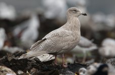 Kumlien's Gull 2nd winter Pitsea 31-01-2015 WEB 056.jpg