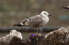 Caspian Gull 2nd winter Pitsea 31-01-2015 WEB 278.jpg