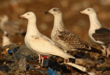 Great Black-backed Gull Leucistic Pitsea 24-01-2015 WEB 194.jpg