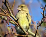 Greenfinch (4).JPG