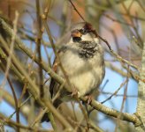 House Sparrow (4).JPG