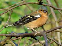 chaffinch (7) (Medium).JPG