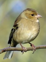 chaffinch fem (3) (Medium).JPG