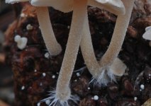 Baeospora myosura - Copy.JPG