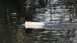 Goosander3.jpg