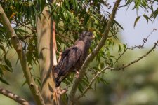 Western banded snake-eagle Mabamba swamp.jpg