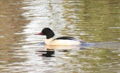 Goosander5.jpg