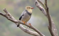 IMG_0555 Silky Starling @ Tai O.JPG