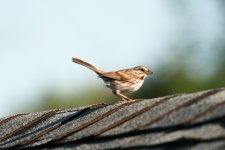 Song Sparrow 04.jpg