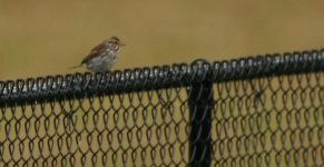 Song Sparrow 03.jpg