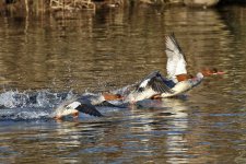 01 Goosander 2.jpg