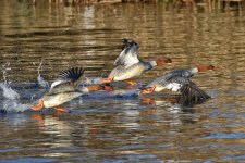 01 Goosander 3.jpg