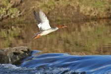 01 Goosander 4.jpg