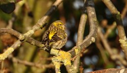 Serin Gunners Park 01-02-2015 WEB 027.jpg